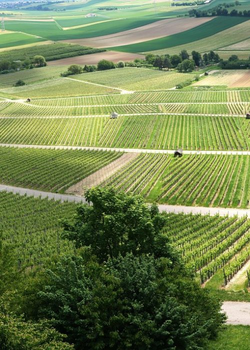 panorama, vineyards, vines, outlook, spring, shades of green, grapes, wine growing, wine, hillside, wine region, baden-wuerttemberg, germany, grape varieties, boy shoots, sun, hike, landscape, template, structure, landscape format, region, heilbronn, swiss francs, stuttgart, widescreen, view from the heuchelberg-wait, agriculture, foresight
